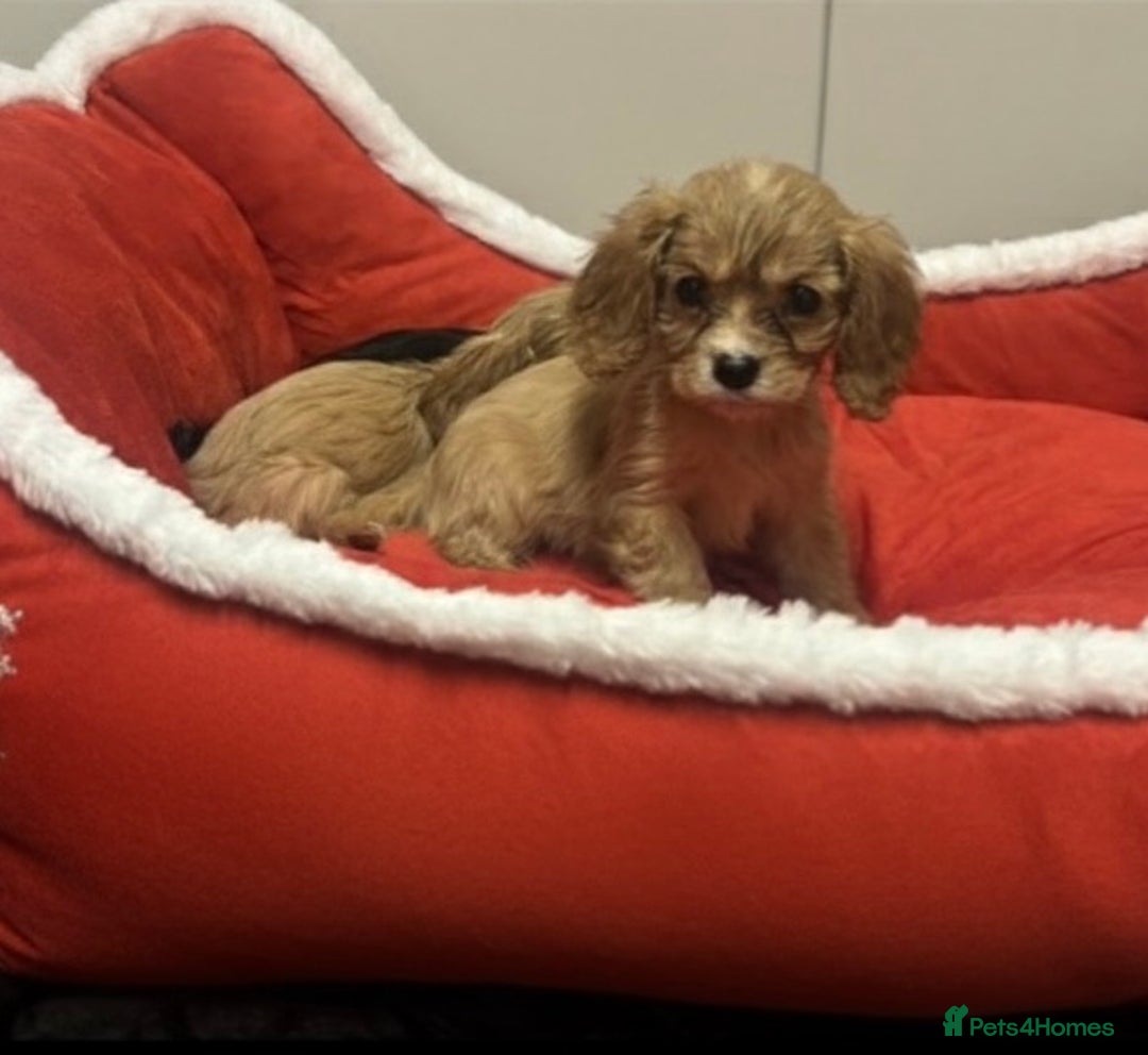 Cavalier King Charles Spaniel dogs for sale: 🐶 Cavalier King Charles Puppies 🐶  - Advert 7