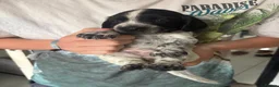 Cocker Spaniel dogs for sale: Beautiful cocker spaniel puppies - Advert 9