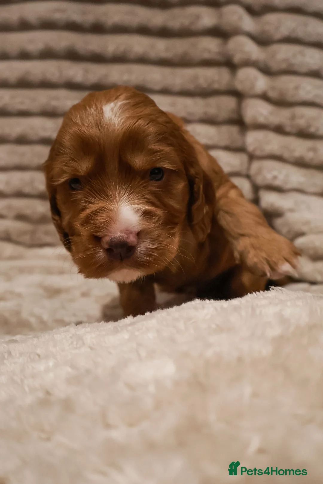 Cocker Spaniel dogs for sale: Cocker Spaniel Puppies - Advert 37