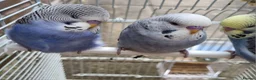 Budgerigars birds for sale: Baby Budgies  in Walsall - Advert 2