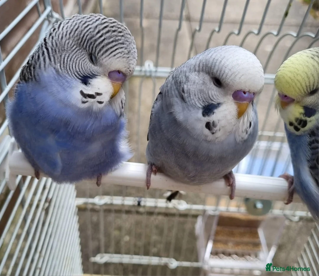 Budgerigars birds for sale: Baby Budgies  in Walsall - Advert 2
