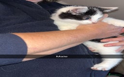 Domestic Shorthair cats for sale: 7 beautiful baby’s ready to go now - Image 2