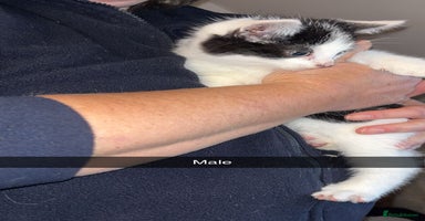 Domestic Shorthair cats - Advert 2
