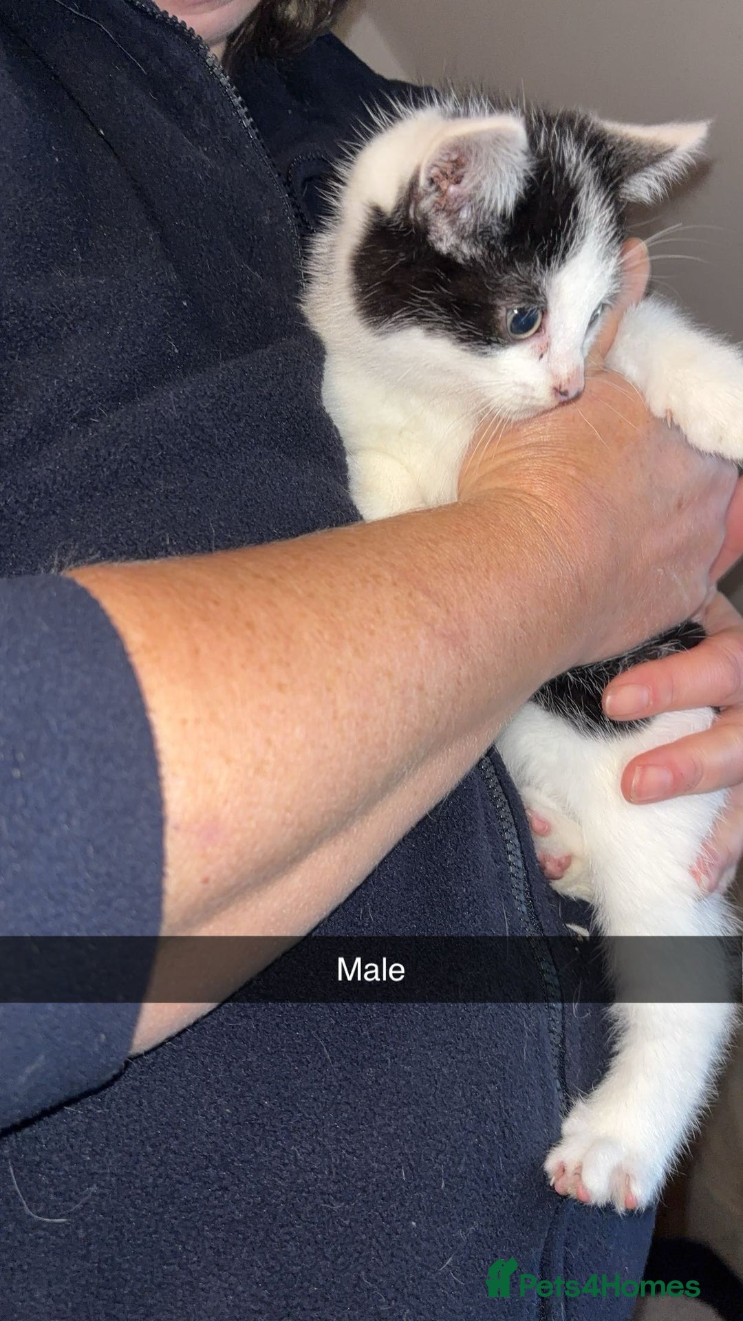 Domestic Shorthair cats for sale: 7 beautiful baby’s ready to go now - Image 2