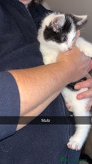 Domestic Shorthair Kitten 2