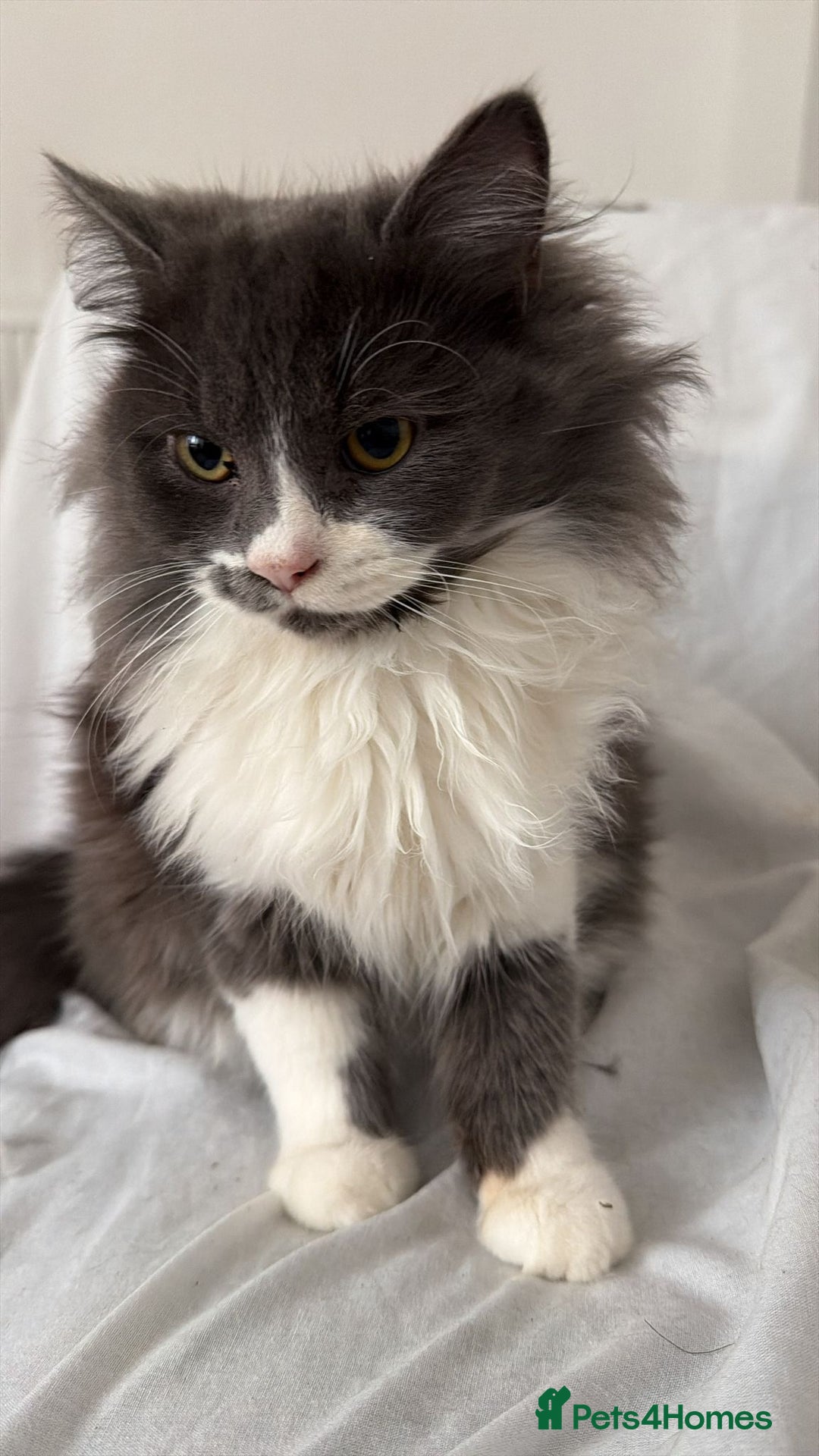 British Longhair cats for sale: 2 Male Kittens - Advert 13