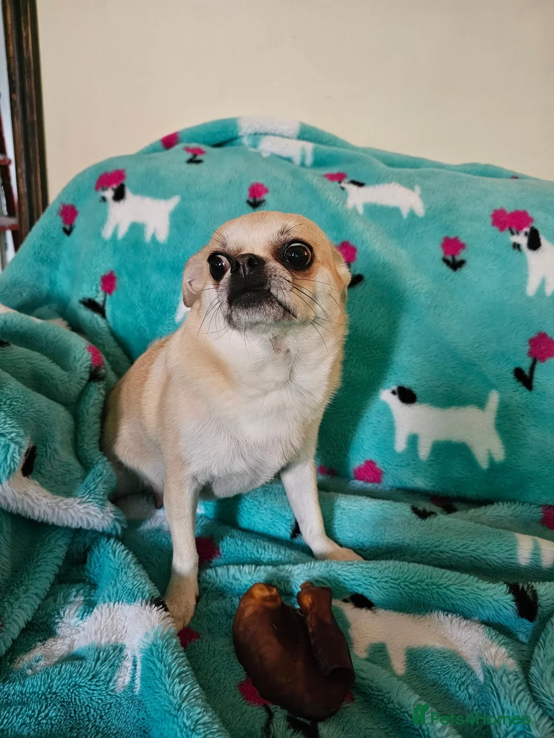 Chihuahua dogs for sale: Chihuahua puppies 🐶  - Advert 1