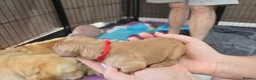 Golden Retriever dogs for sale: Beautiful Golden Retriever Pups - Advert 9