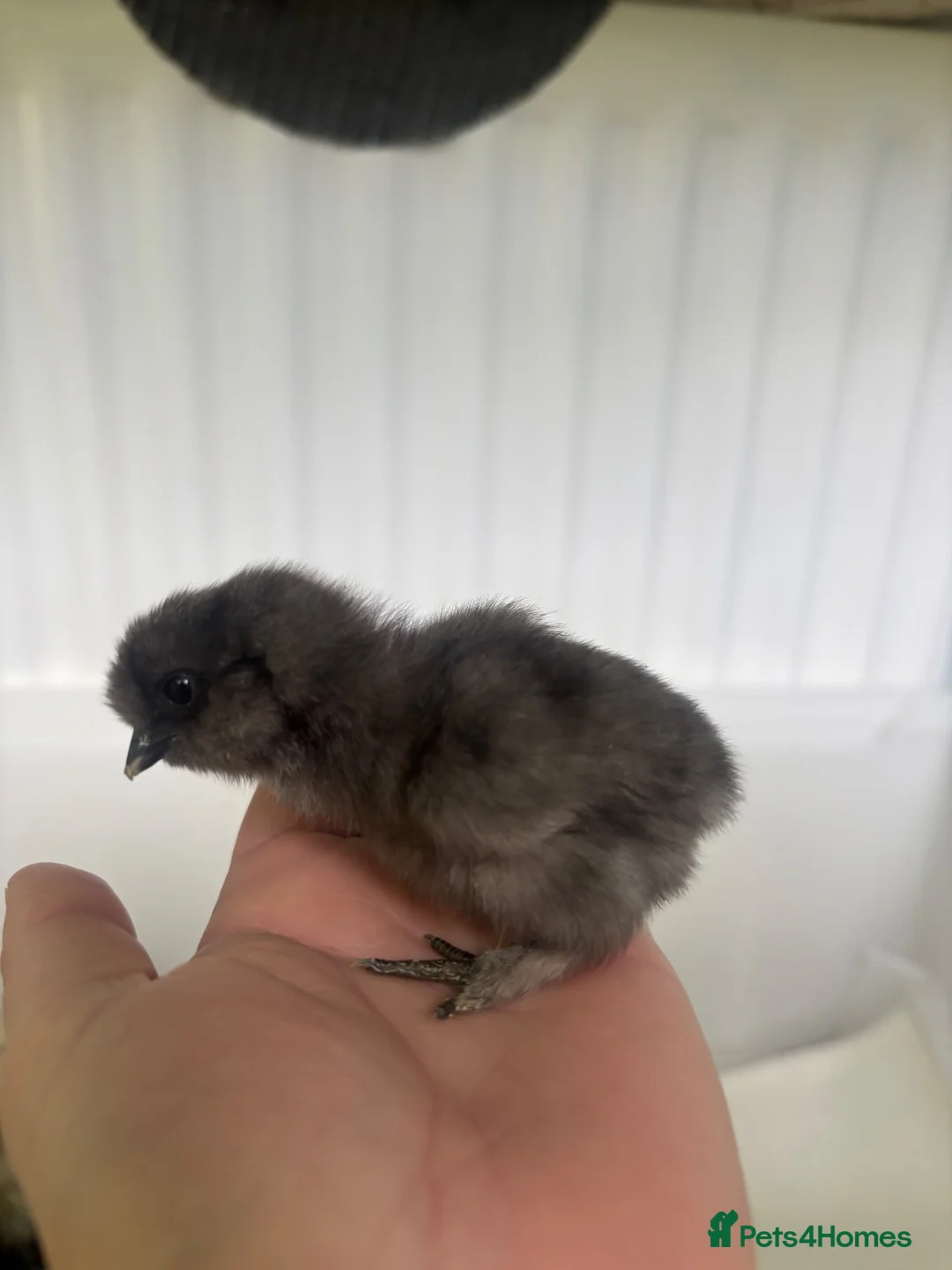 Chickens poultry for sale: USA Silkie Chicks - Advert 2