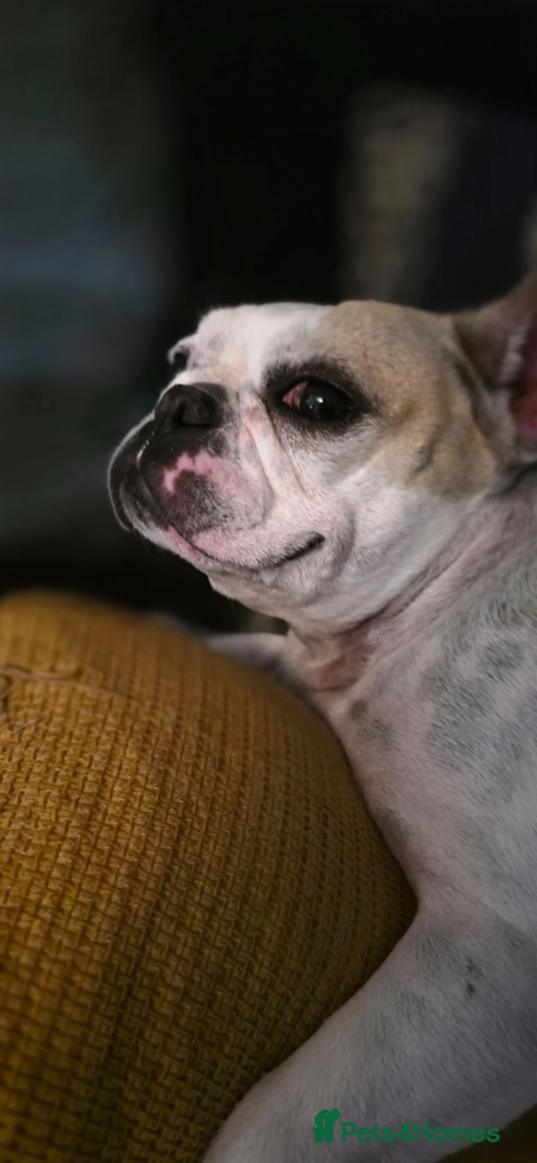 French Bulldog dogs for sale: Loving Affectionate Frenchie - Advert 2