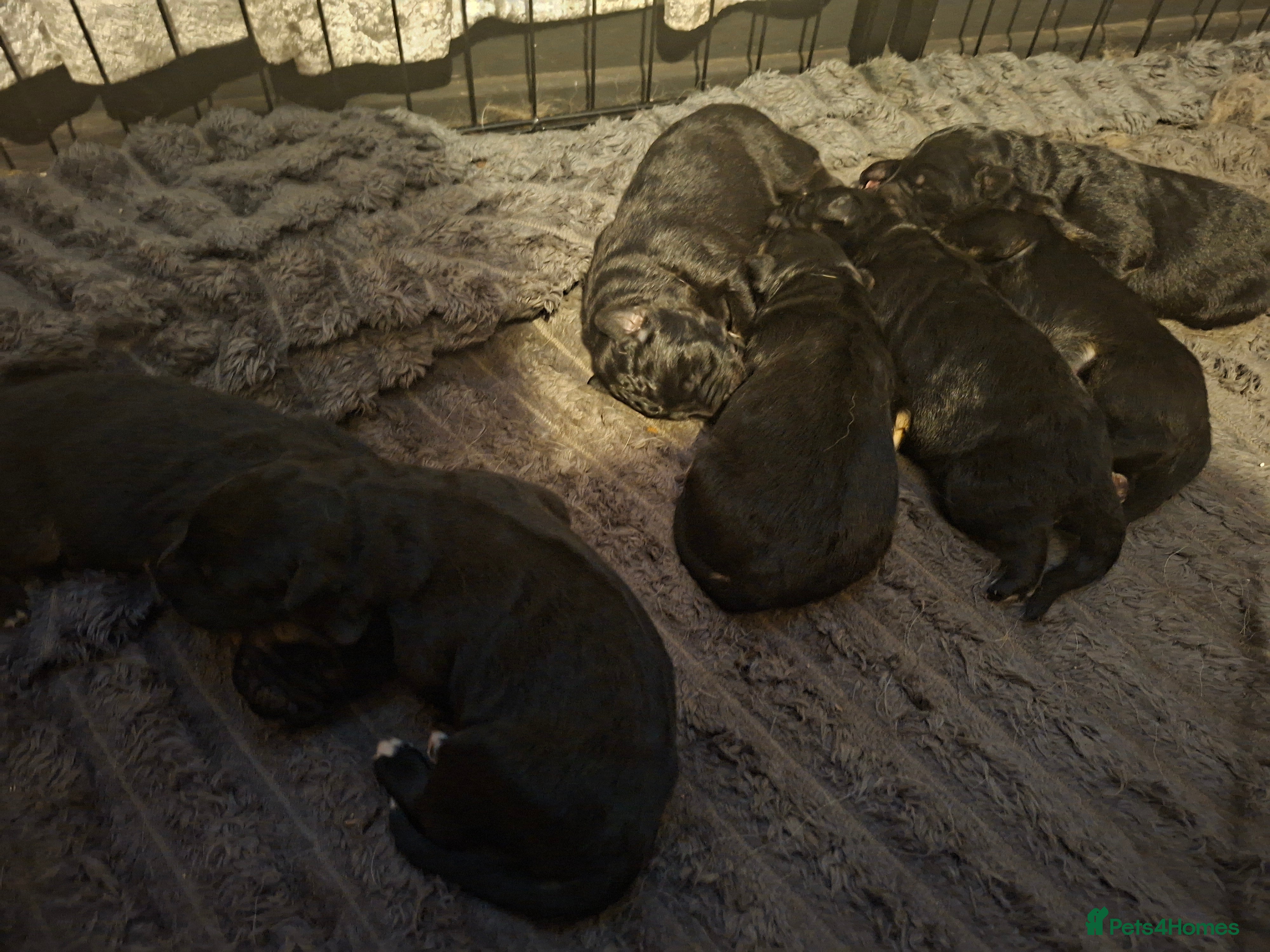 Golden Shepherd dogs Gorgeous golden Shepherds - Advert 1