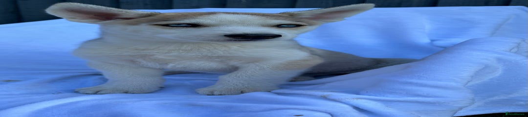 Siberian Husky Puppy 1