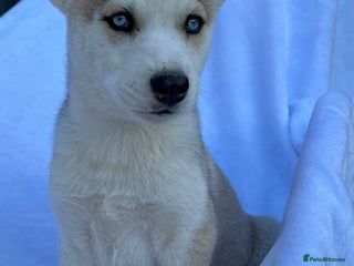 Siberian Husky dogs - Advert 13