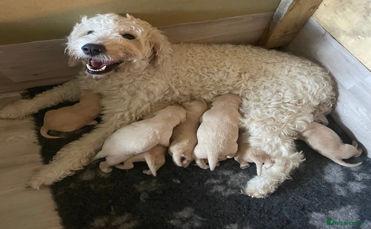 Goldendoodle dogs - Advert 6