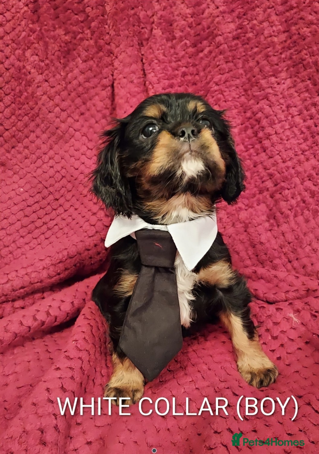 Cavalier King Charles Spaniel dogs GREAT QUALITY CKCS PUPPIES ( DWKC REGISTERED)/DNA - Advert 2