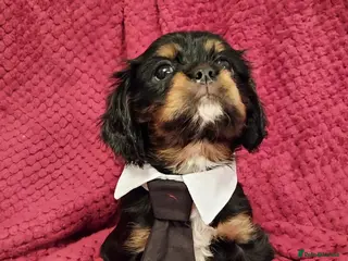 Cavalier King Charles Spaniel dogs GREAT QUALITY CKCS PUPPIES ( DWKC REGISTERED)/DNA - Advert 2