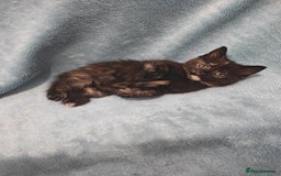 Mixed Breed cats for sale: Beautiful kittes Videos - Advert 15