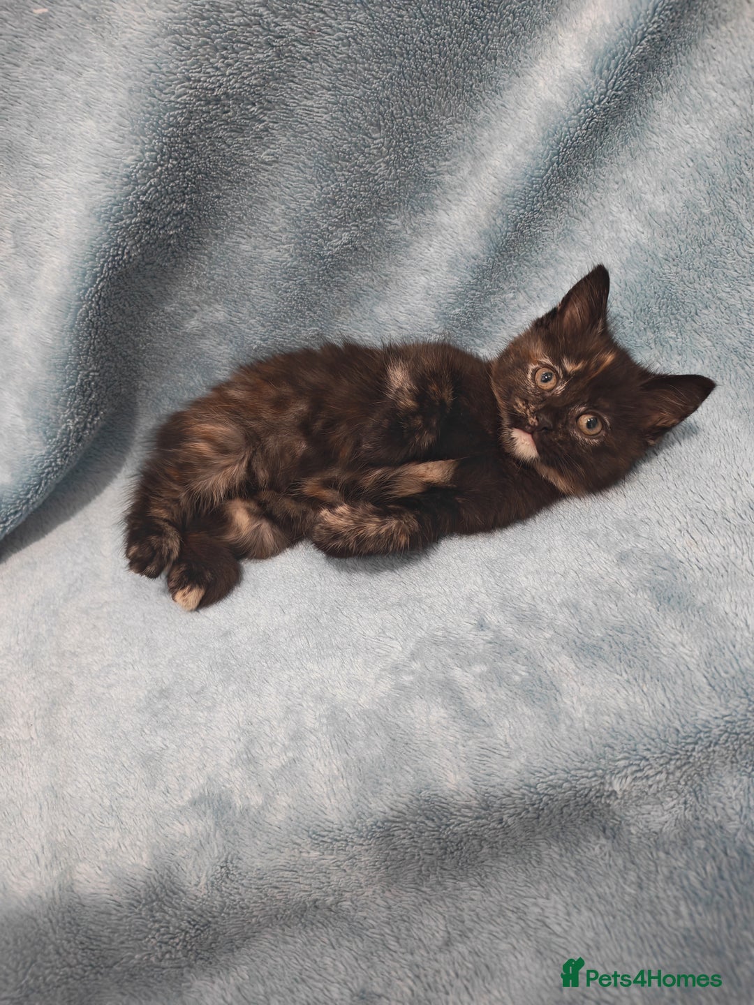 Mixed Breed cats for sale: Beautiful kittes Videos - Advert 15