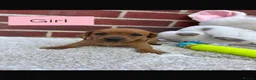 Dachshund dogs for sale: 5 gorgeous miniature dachshund puppy’s🐶 in Cullompton - Advert 23