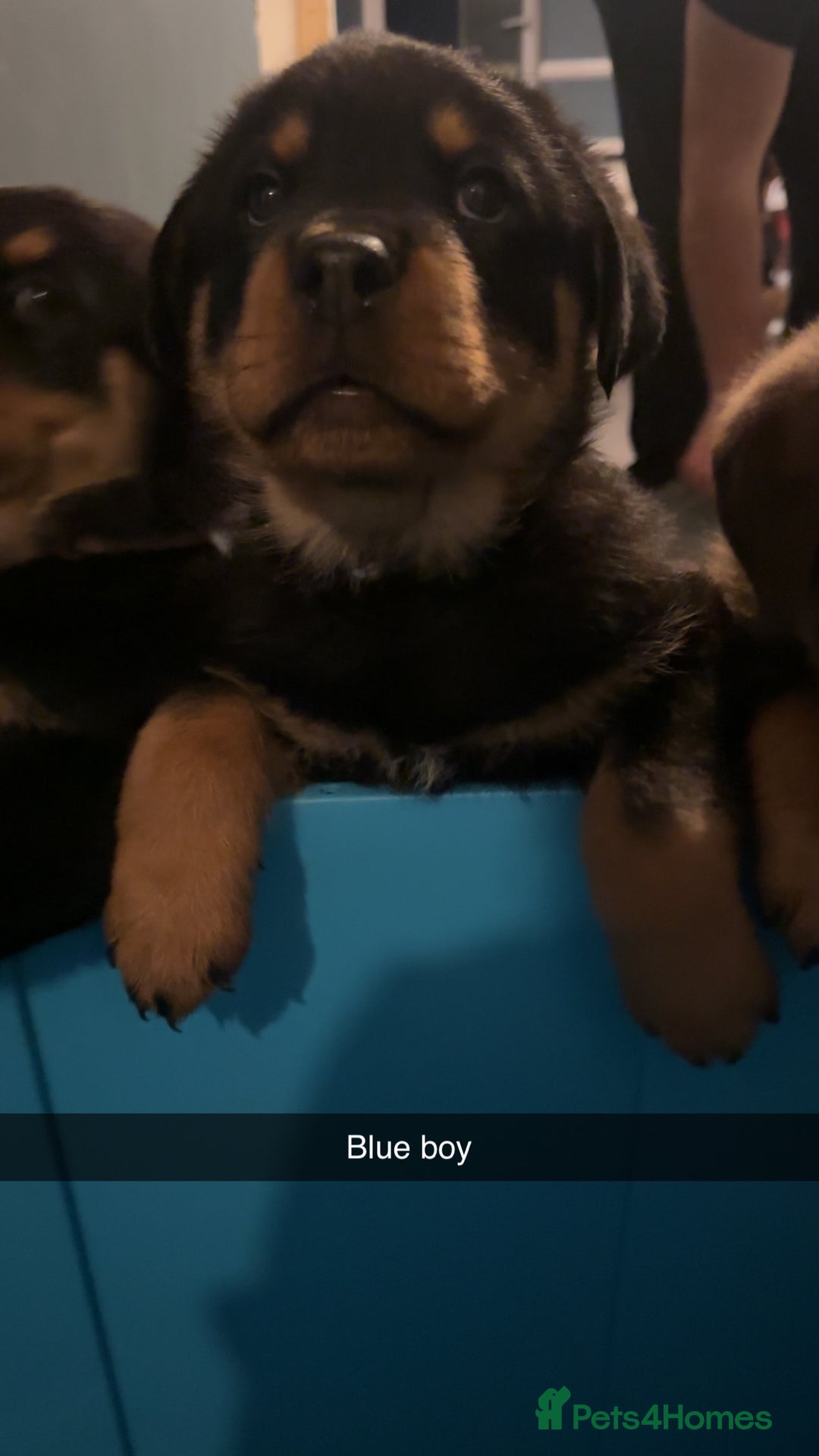 Rottweiler dogs for sale: Beautiful Rottweiler puppies 🐶  - Advert 3