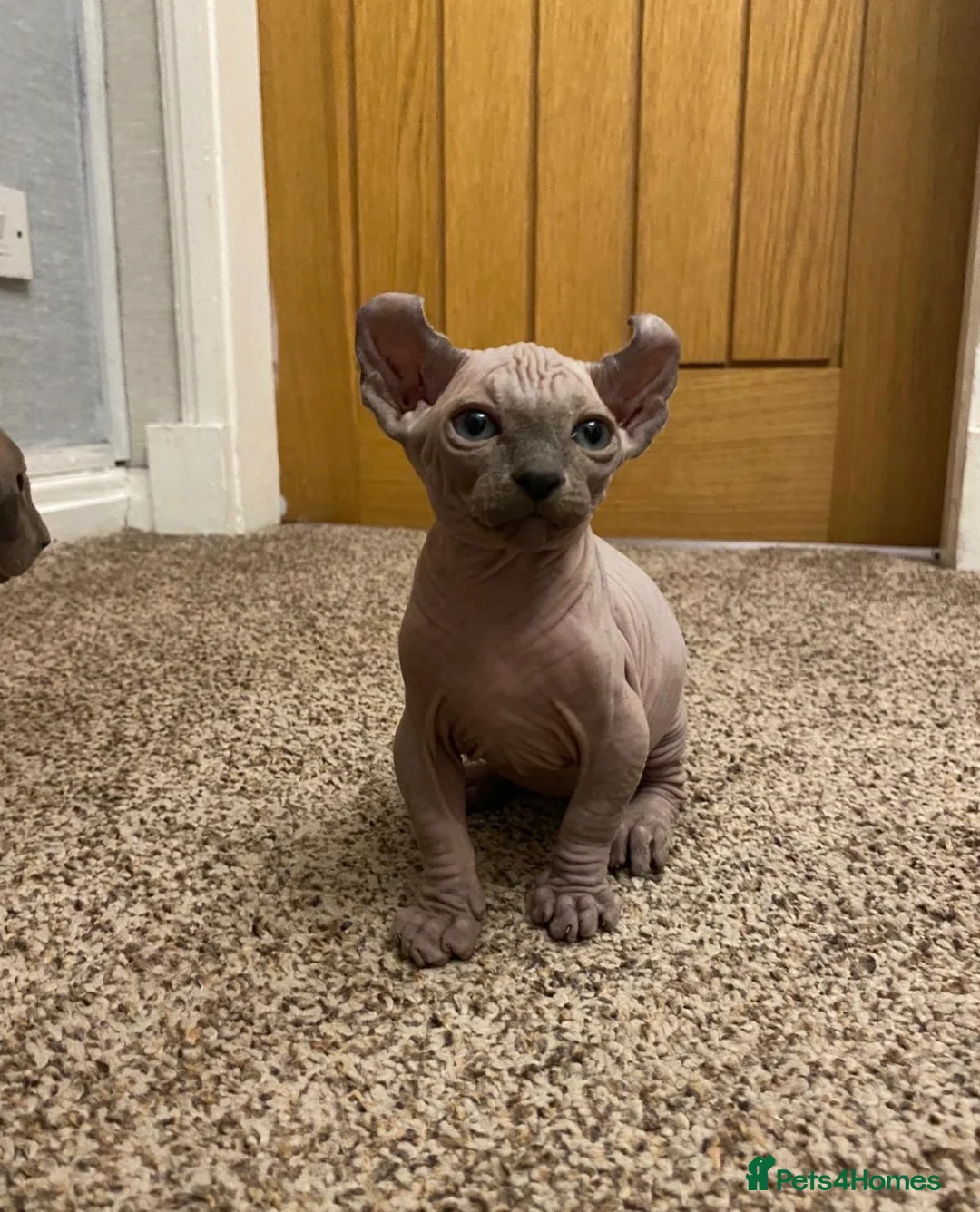 Sphynx cats for sale: Amazing Sphynx & Elf Kittens  - Advert 21