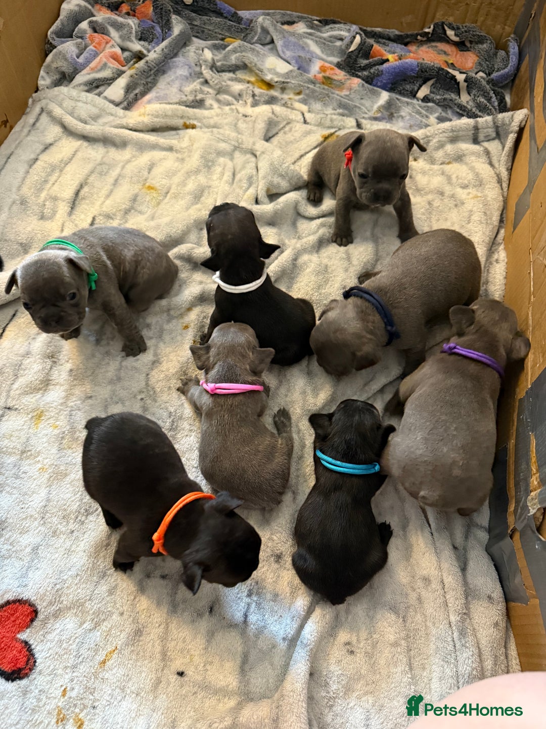 French Bulldog dogs for sale: ✨Stunning Pedigree French Bulldog Puppies✨ - Advert 21