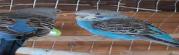 Budgerigars birds for sale: Budgies - Advert 12