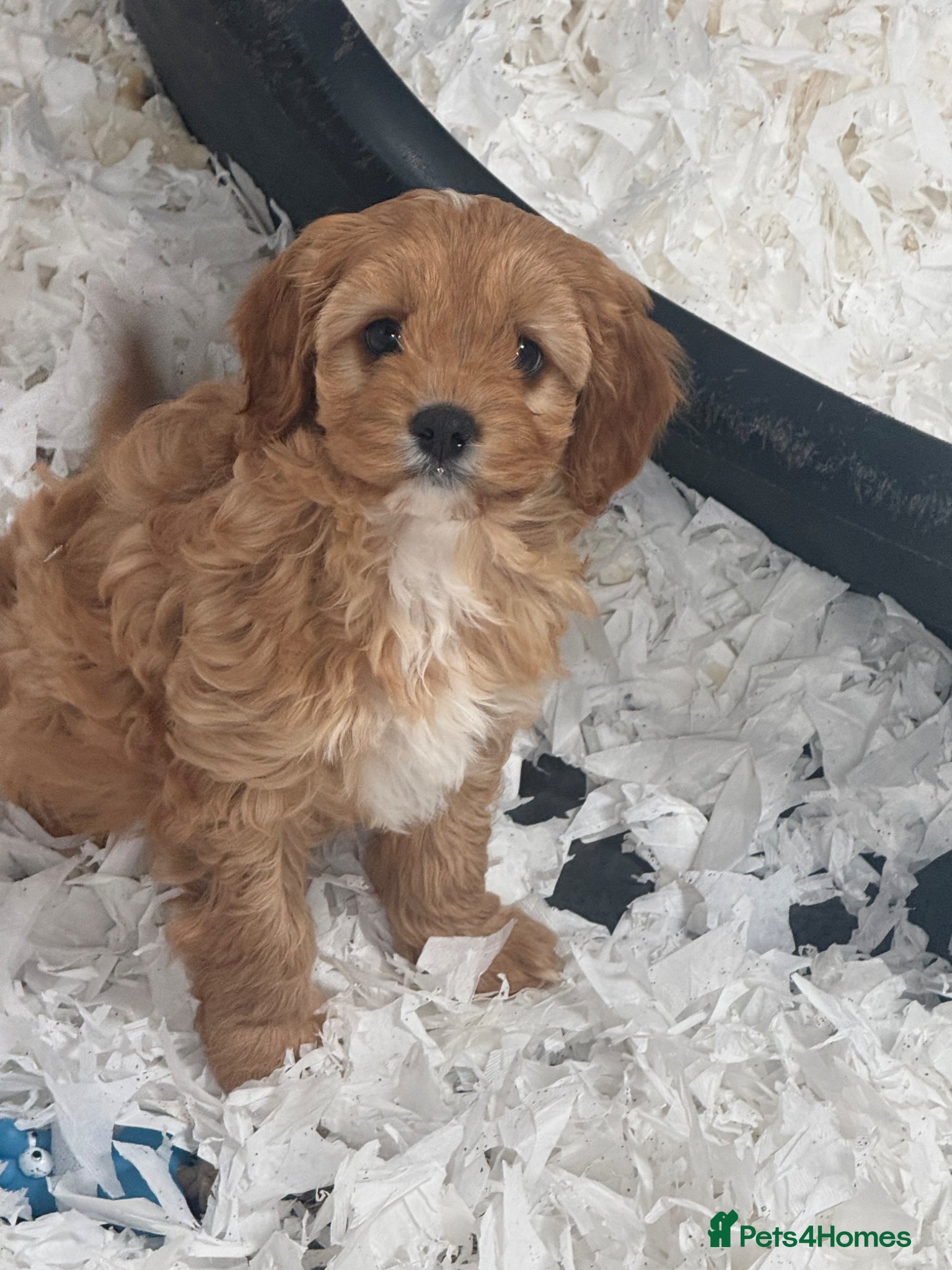 Cavapoo dogs Stunning F1 Cavapoo Girl - Advert 16