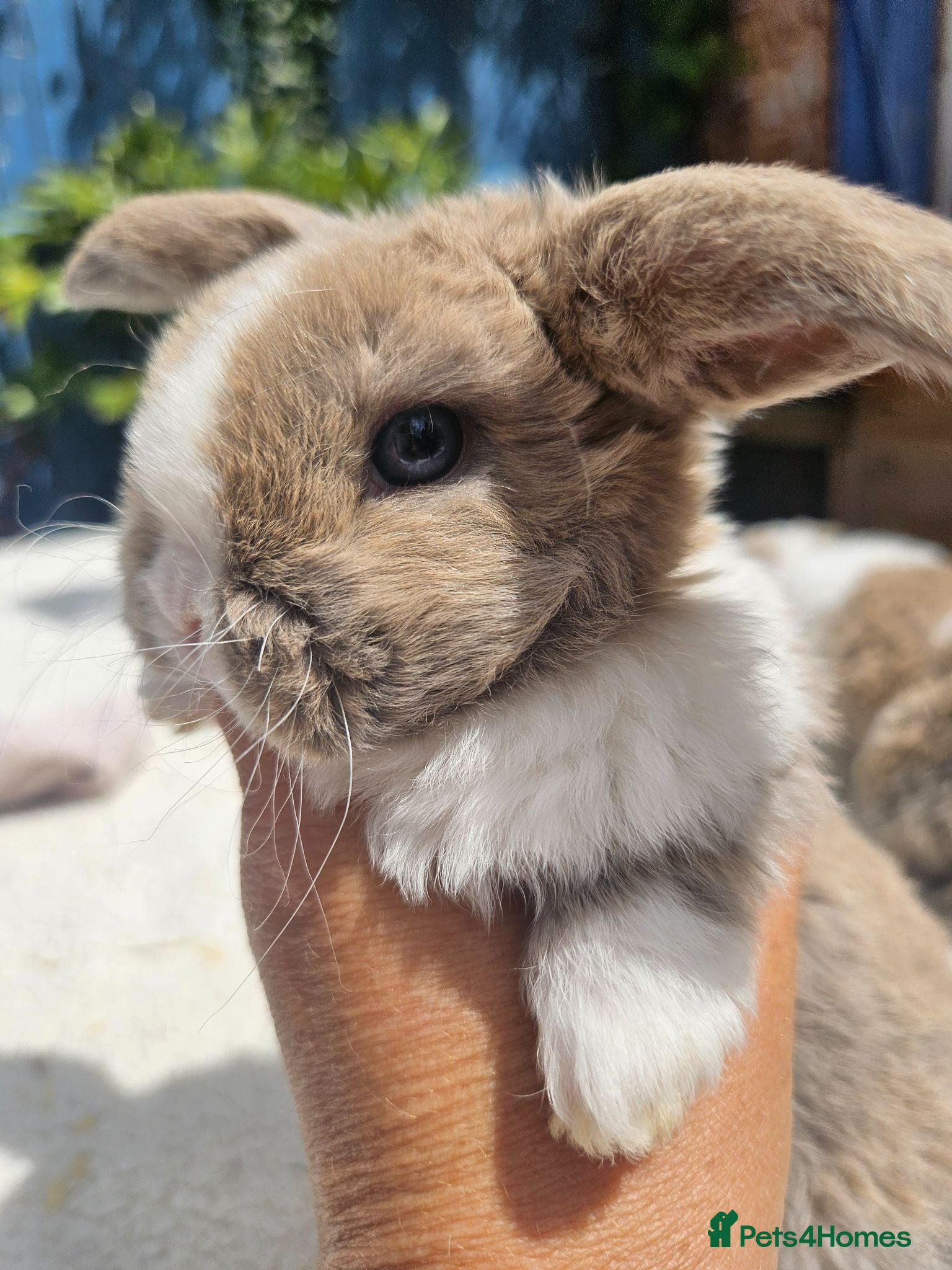 Mini Lop rabbits Pure bred Mini Plush Lops SUFFOLK PLUSH - Advert 1