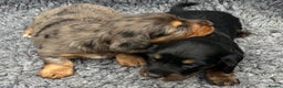 Dachshund dogs for stud: LONGHAIRED KC REG TRI COLOURED STANDARD FOR STUD  in Lancaster - Advert 19