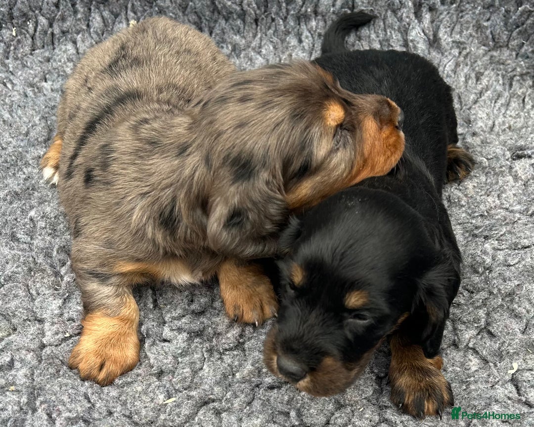 Dachshund dogs for stud: LONGHAIRED KC REG TRI COLOURED STANDARD FOR STUD  in Lancaster - Advert 19