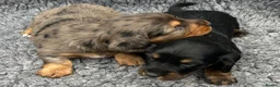 Dachshund dogs for stud: LONGHAIRED KC REG TRI COLOURED STANDARD FOR STUD  in Lancaster - Advert 19