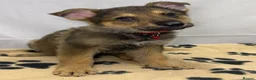 German Shepherd dogs for sale: KC Registered & Health Tested Working Line Puppies - Advert 5