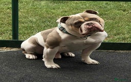 Olde English Bulldogge dogs for sale: Olde english bulldogge pups 1 male / 1 female  - Image 6