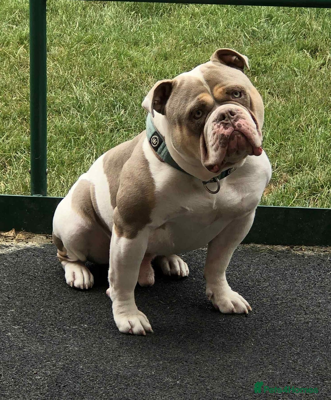 Olde English Bulldogge dogs for sale: Olde english bulldogge pups 1 male / 1 female  - Image 6