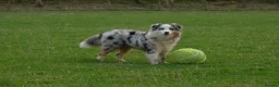 Mixed Breed dogs for sale: ✨ Beautiful Border Aussie Puppies ✨ - Advert 9