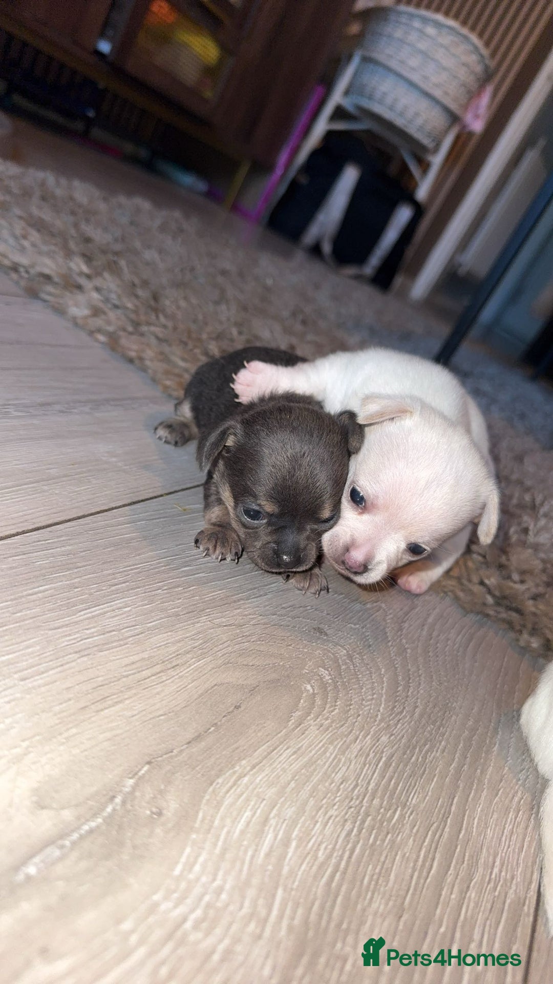 Chihuahua dogs for sale: Chihuahua puppies  - Advert 5