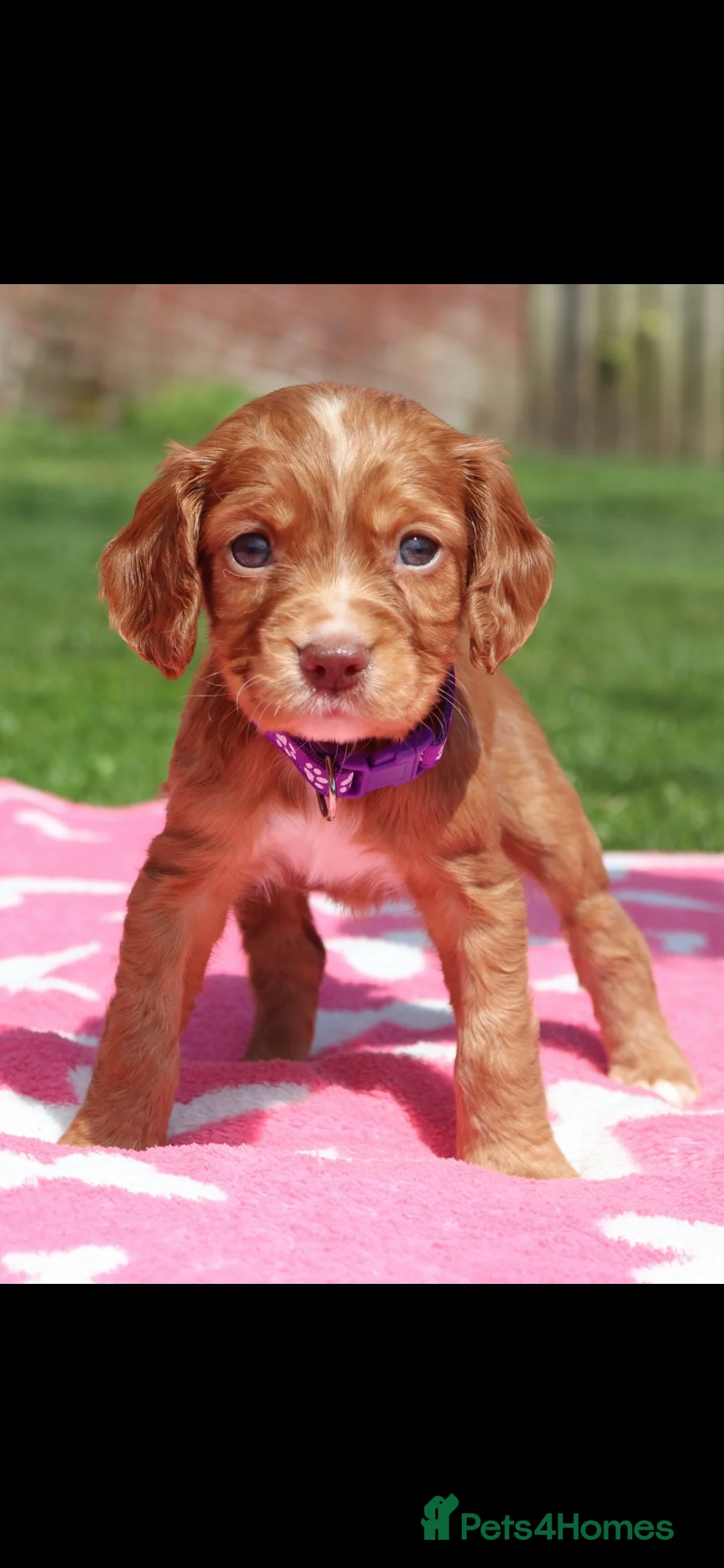 Cocker Spaniel dogs for sale: Stunning fox red working cocker spaniels  in Barnsley - Advert 1