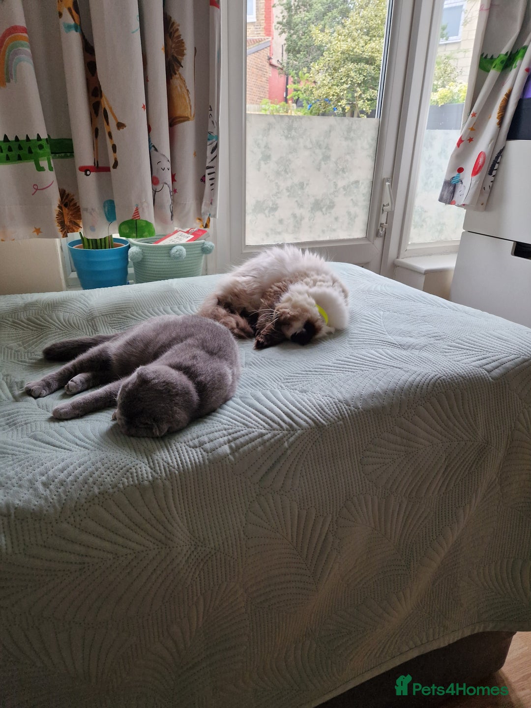 Persian cats for sale: Persian kittens  - Image 8