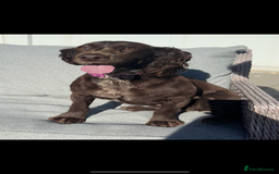 Cockapoo dogs for sale: Beautiful F1 cockerpoo puppies  - Image 18