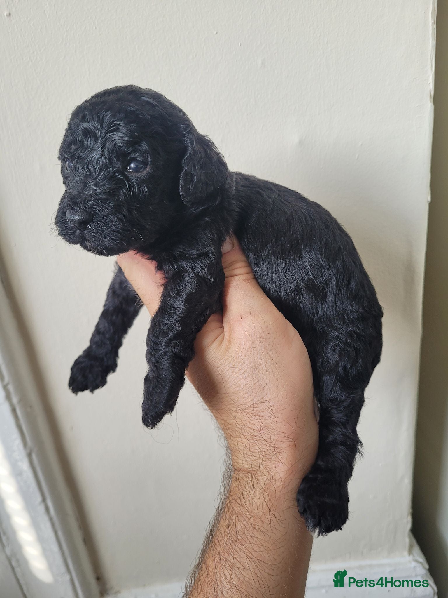 Mixed Breed dogs Cockapoo x pochon pups - Advert 1