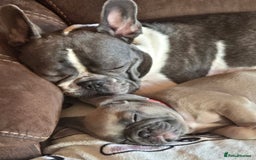 French Bulldog dogs for sale: 5 beautiful healthy French bulldogs. - Image 6