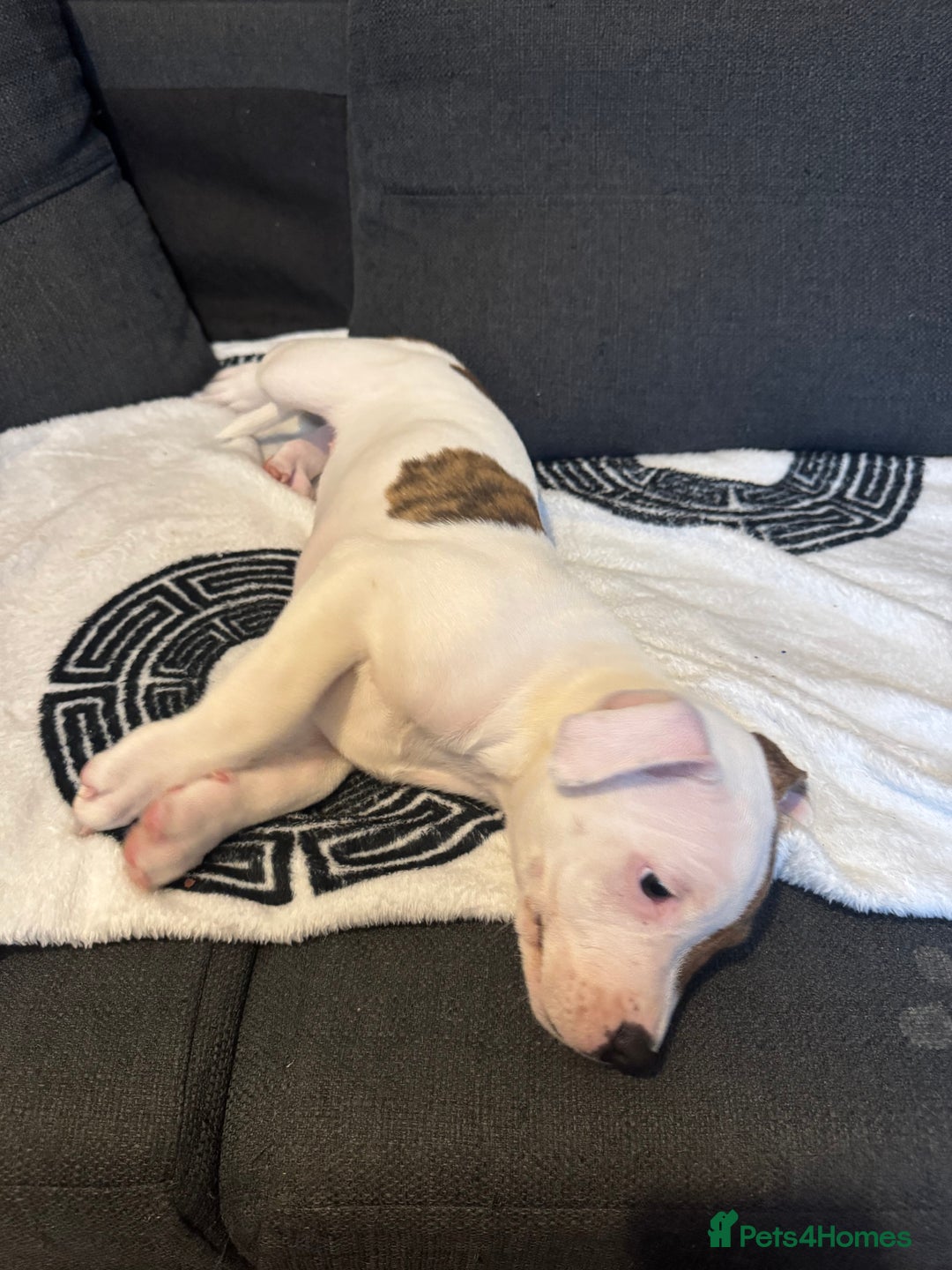 Staffordshire Bull Terrier dogs for sale: Staffordshire puppies  - Advert 15