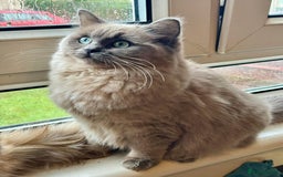 Ragdoll cats for sale: Blue pointed full pedigree tica girl  - Image 5