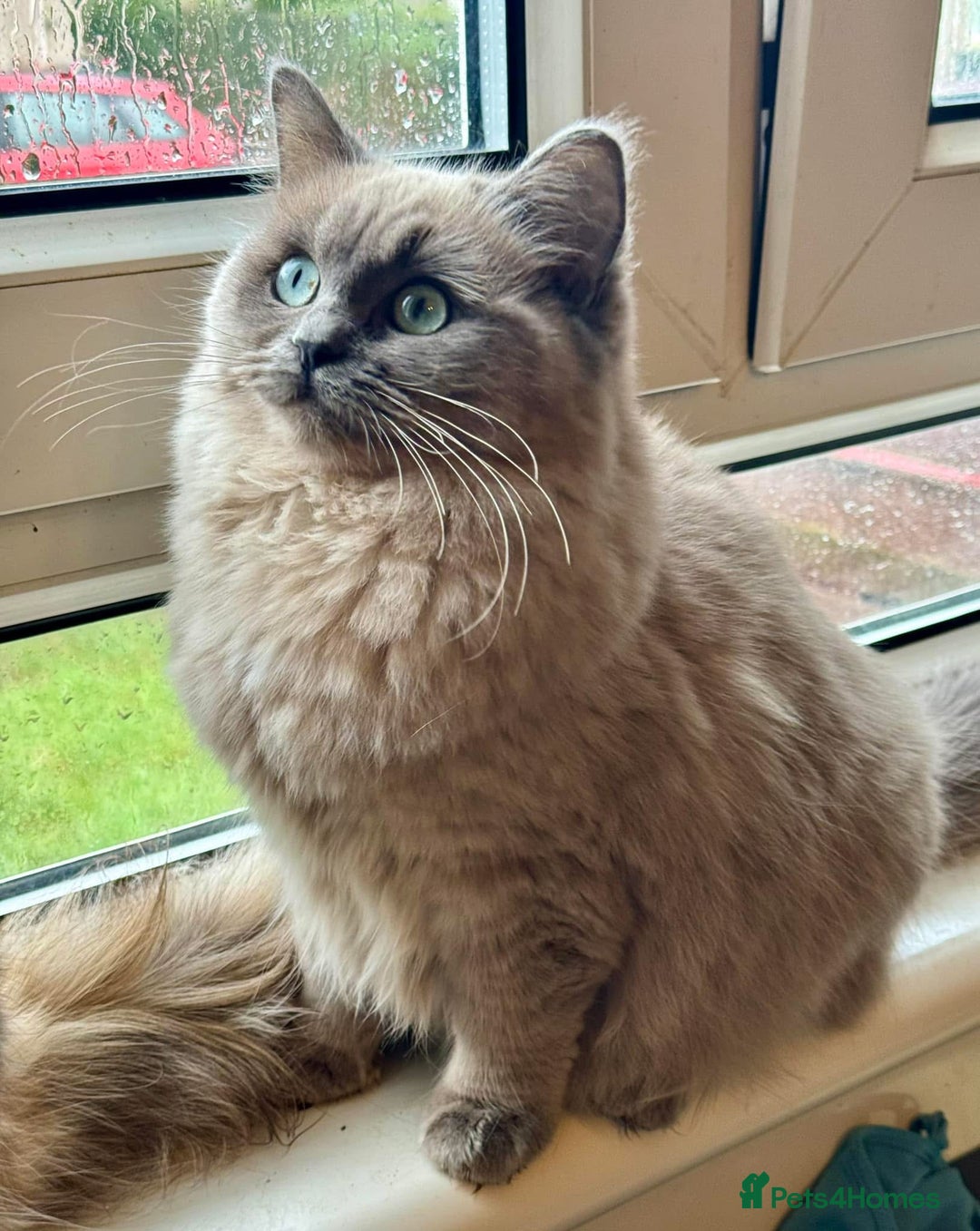 Ragdoll cats for sale: Blue pointed full pedigree tica girl  - Image 5