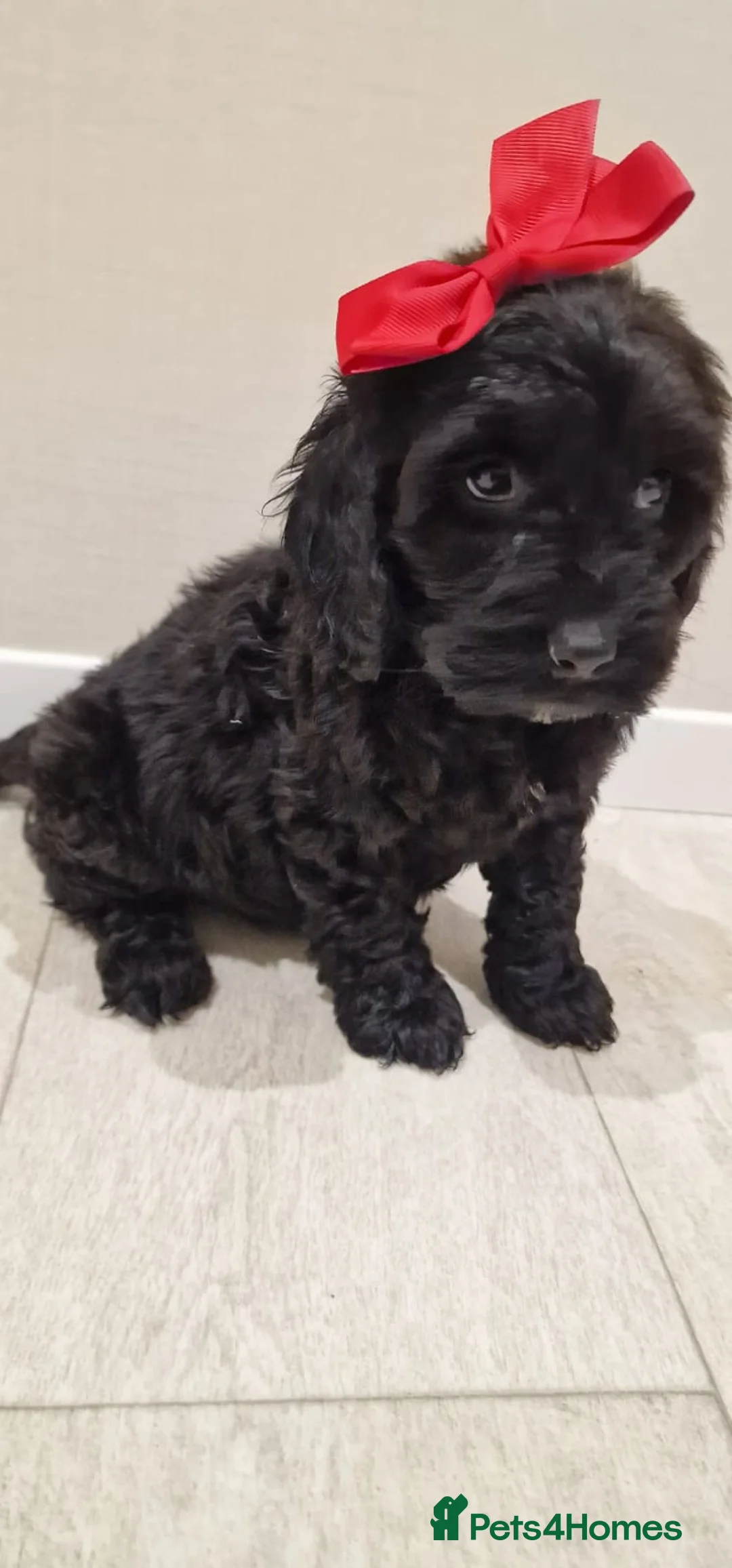 Cockapoo dogs for sale: F1 cockapoo  ready now - Advert 8