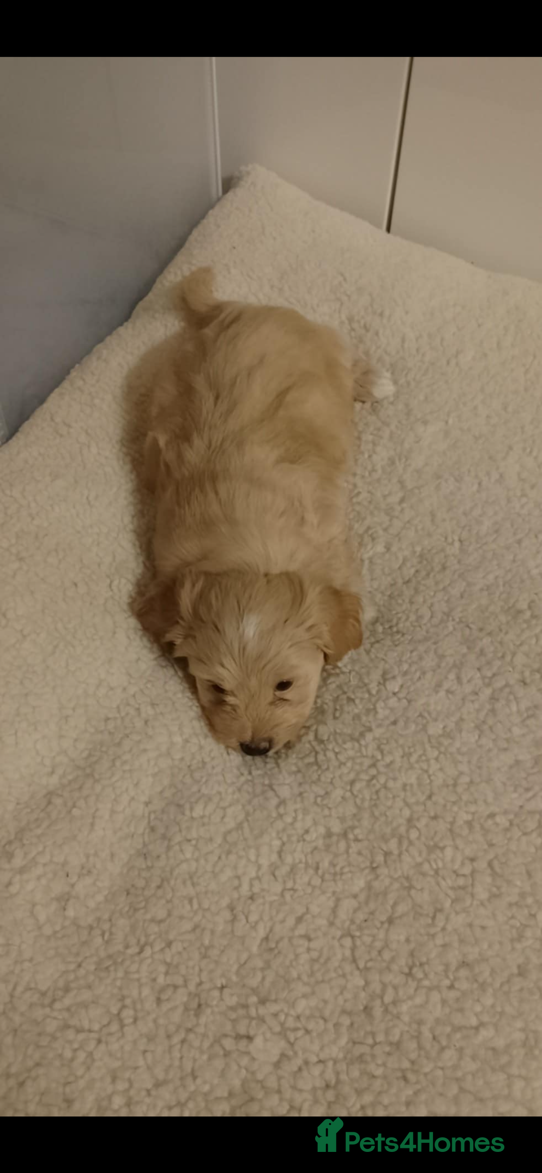 Maltipoo dogs for sale:  multipoo - Image 2