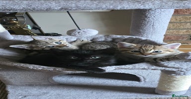 Mixed Breed cats - Advert 14