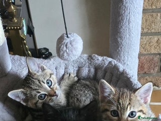 Mixed Breed cats - Advert 21