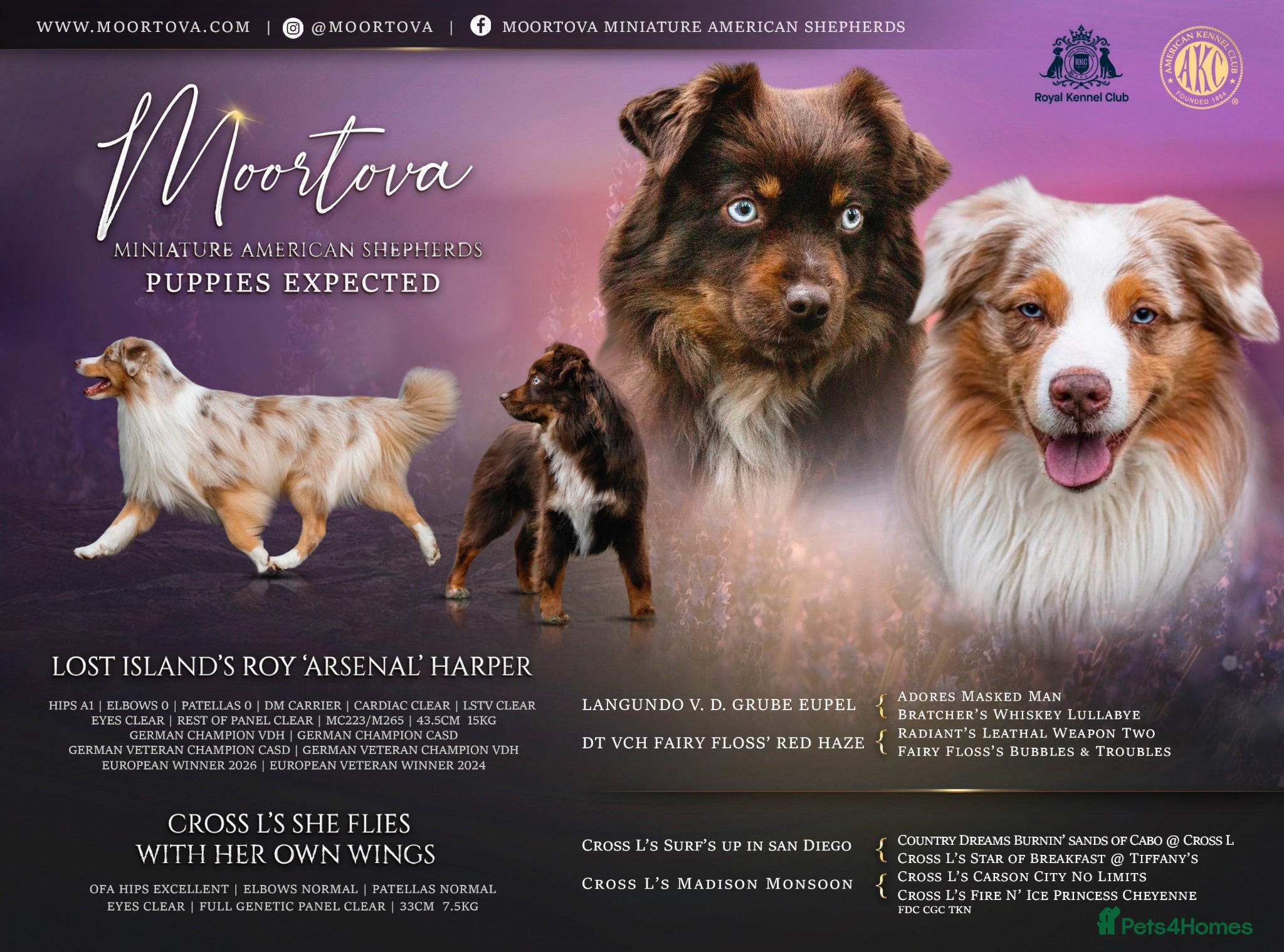 Miniature American Shepherd dogs Red Tri Miniature American Shepherd Puppies  - Advert 1